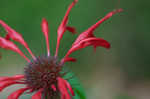 Scarlet beebalm